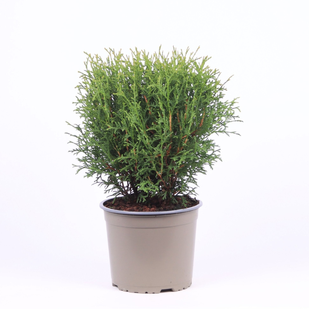 Thuja occidentalis 'Tiny Tim'.