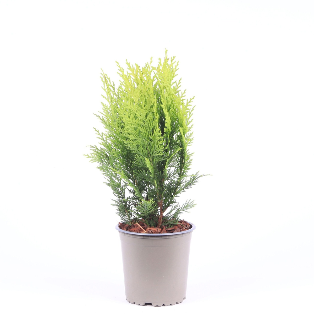 Chamaecyparis lawsoniana 'Stardust'.
