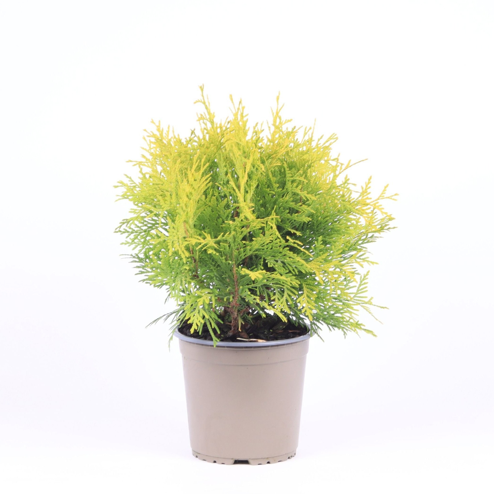 Thuja occidentalis 'Golden Globe'.