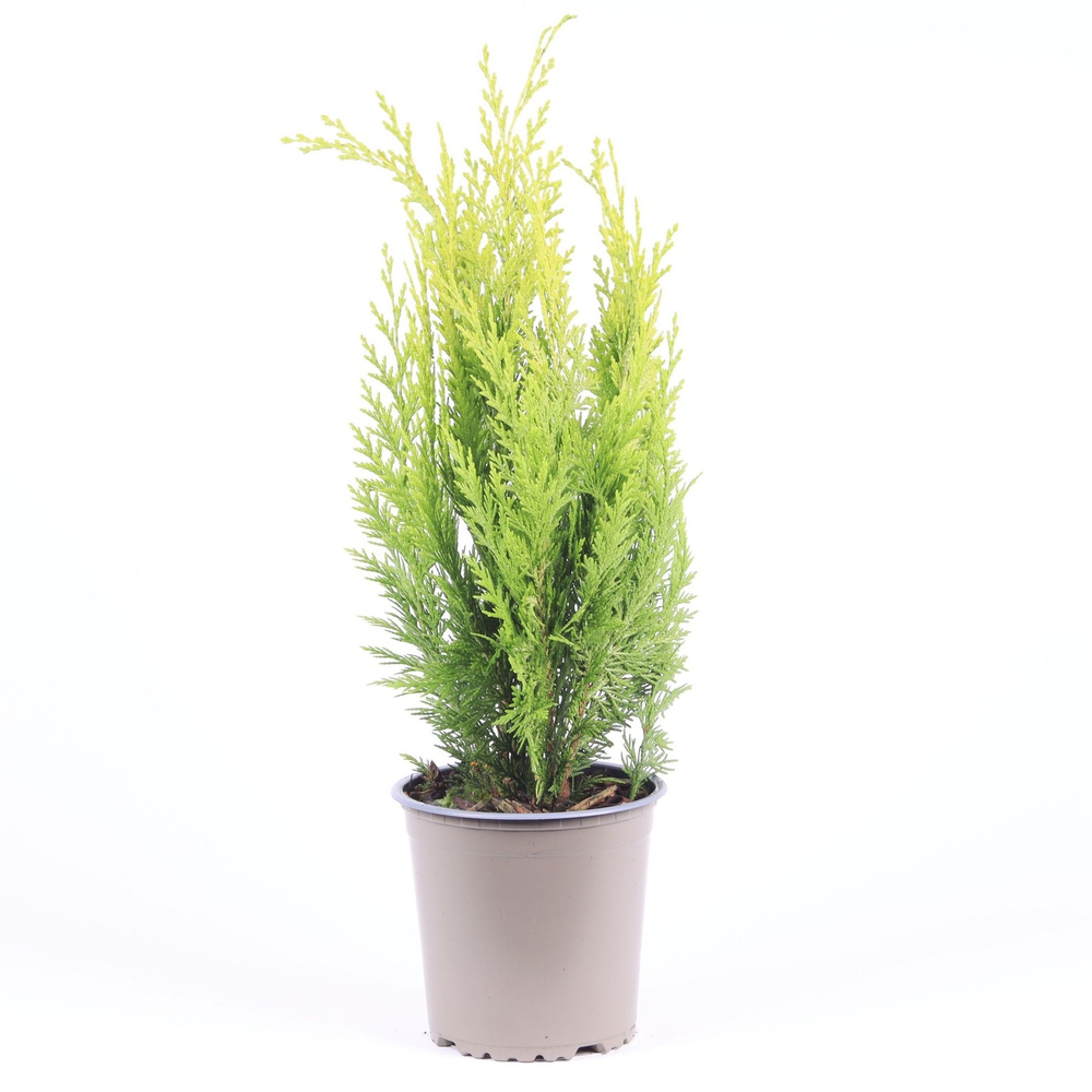 Chamaecyparis lawsoniana 'Ivonne'.