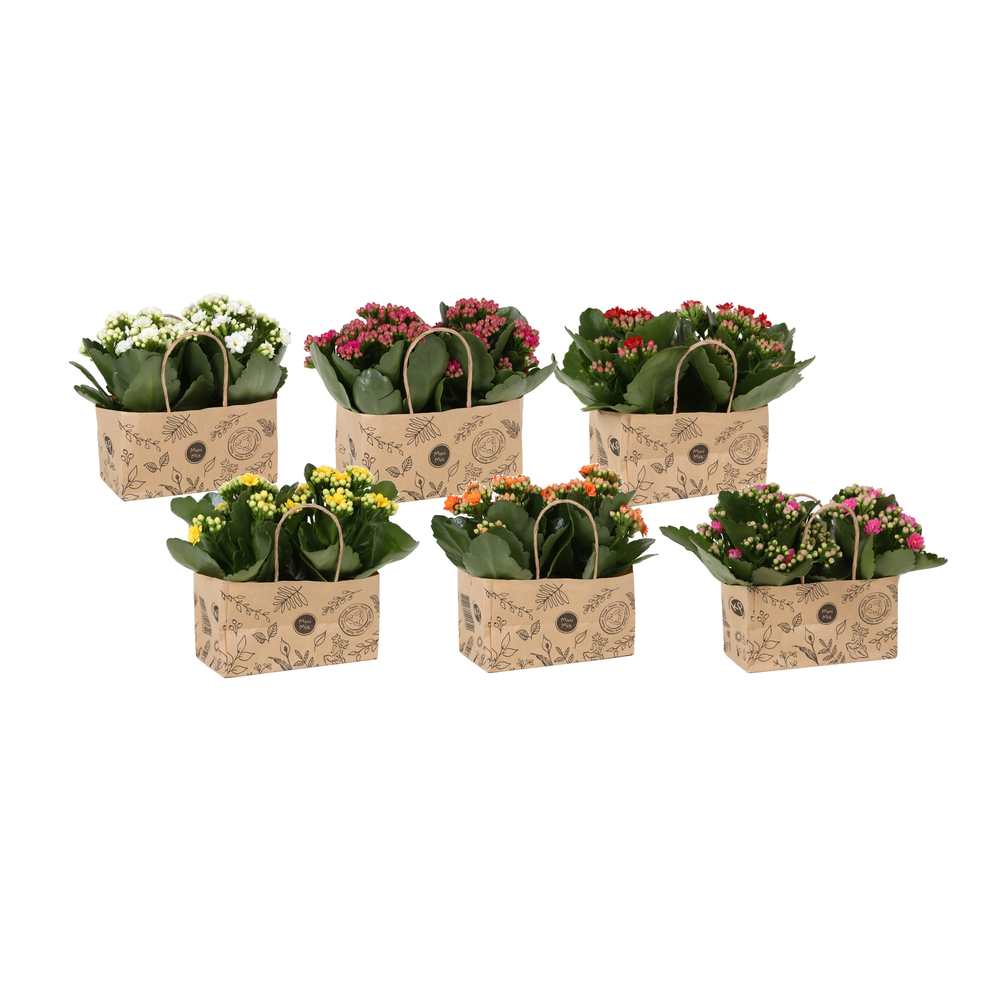 Kp-825.3 - Kalanchoe Rosalina 7cm in duo kraft tas.