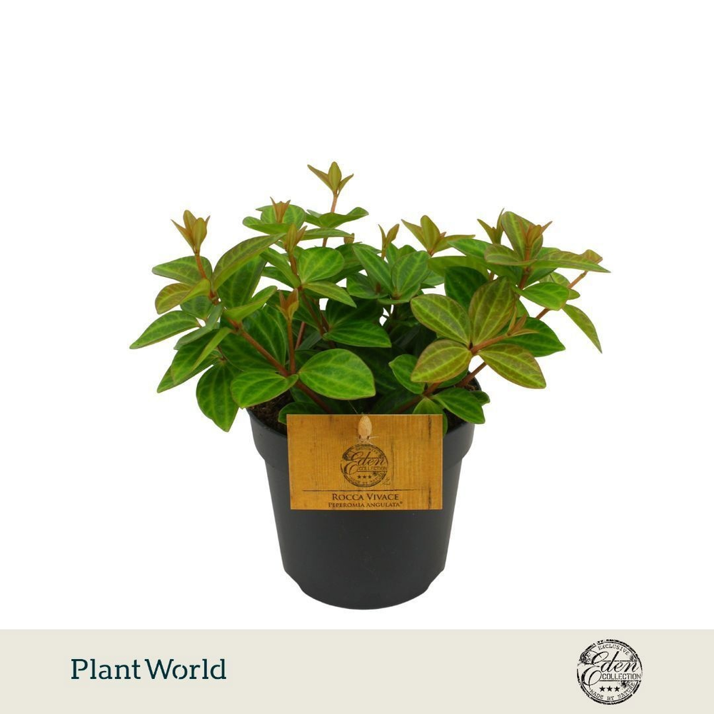 Peperomia Ang. Rocca Vivace 10,5cm.