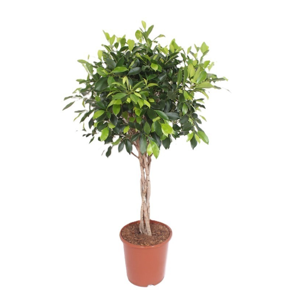 Ficus Nitida.