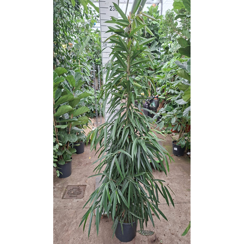 Ficus Alii piramide 210.