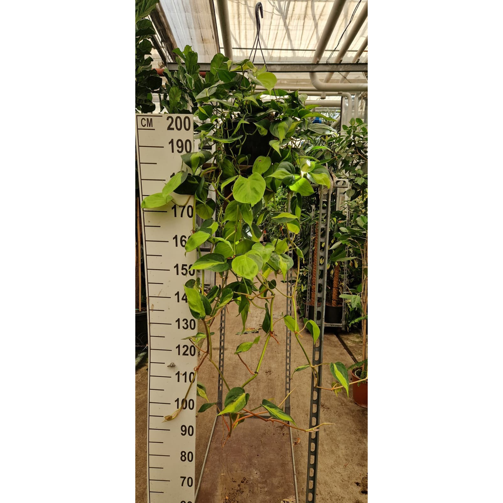 Philodendron Scandens Brasil hangplant.