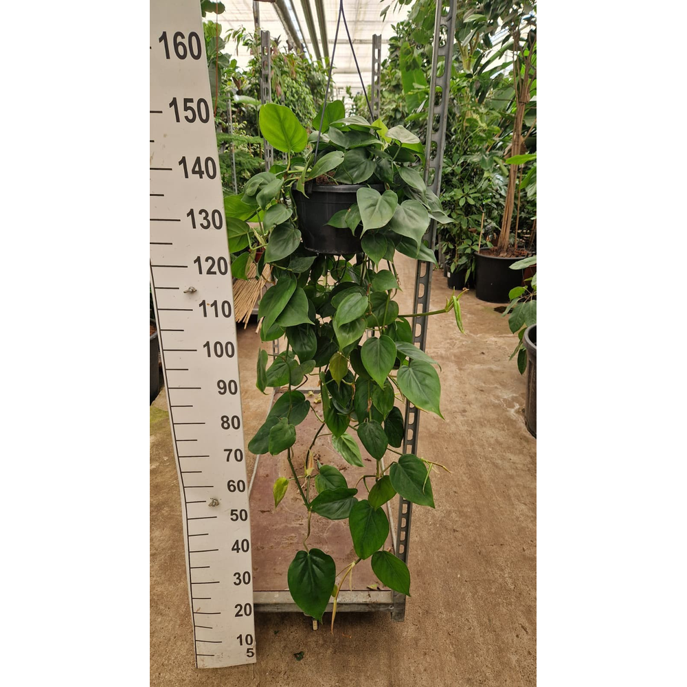 Philodendron Scandens hangplant 100.