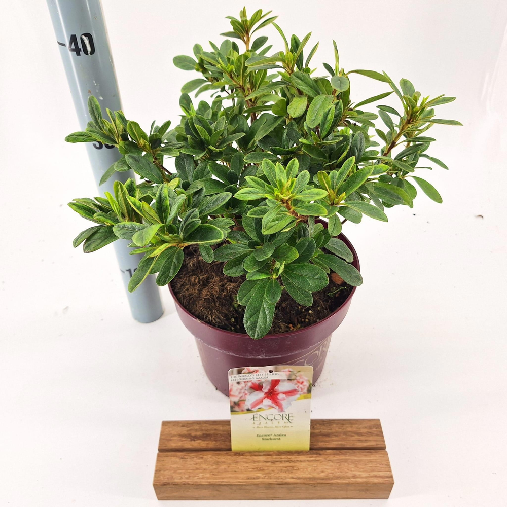 Rhododendron ENCORE® Autumn Starburst ('Robleze'PB.