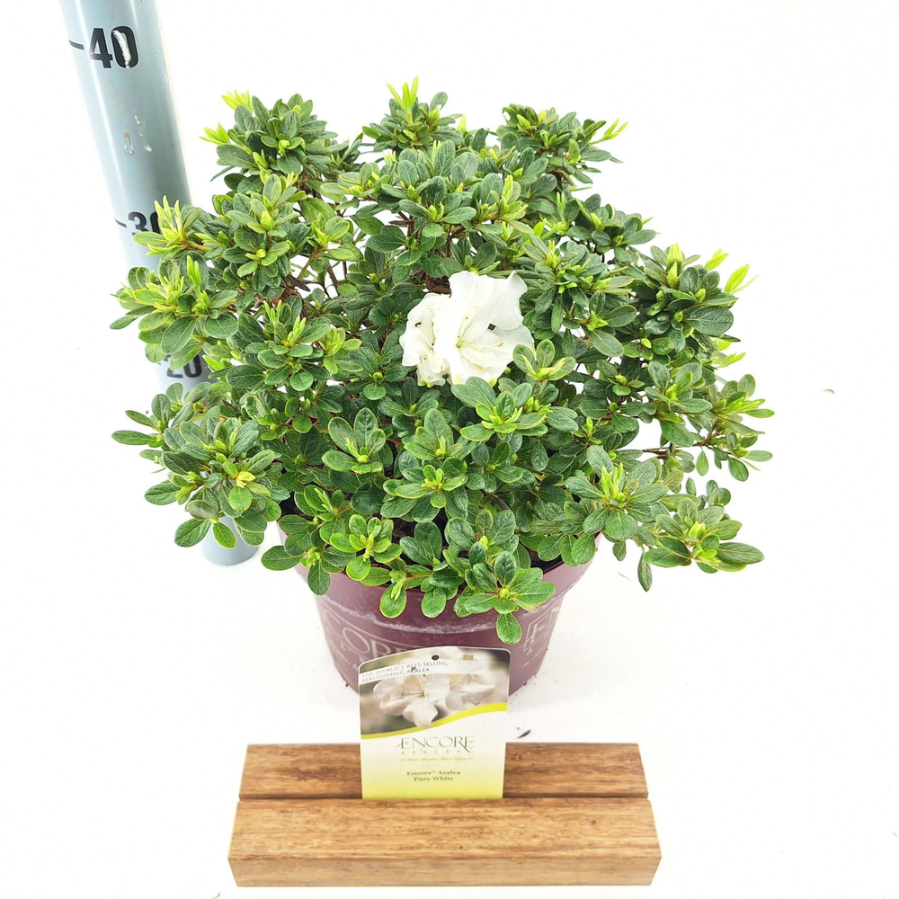 Rhododendron ENCORE® Pure White ('Homlea'PBR).