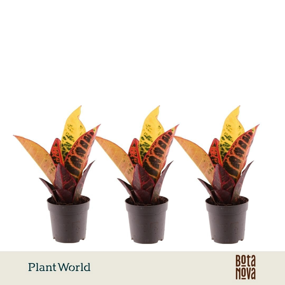 Croton Petra kopstek 7 cm (Decorum).