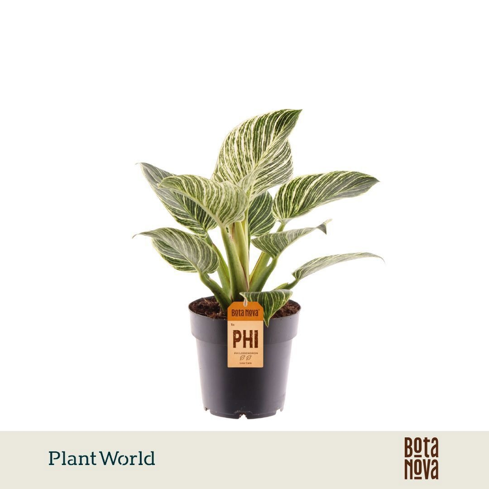 Philodendron Birkin / New Wave.