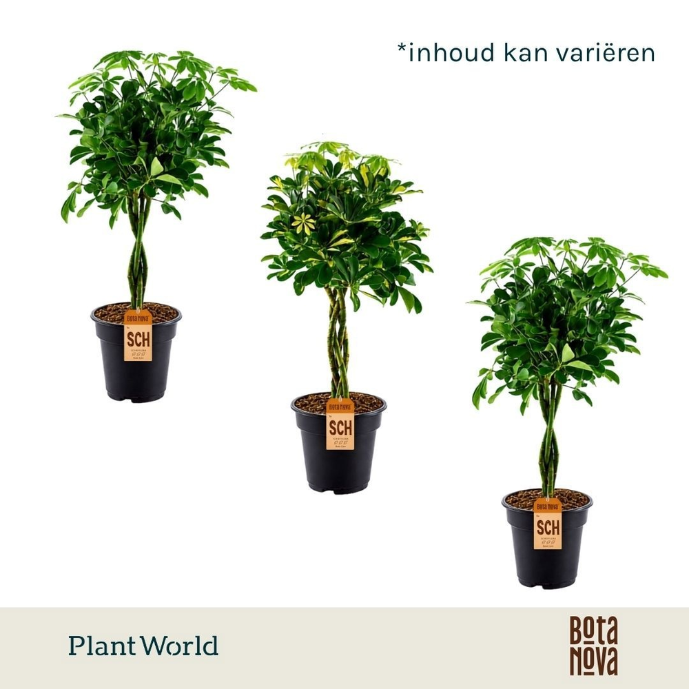 Schefflera gevlochten stam mix.