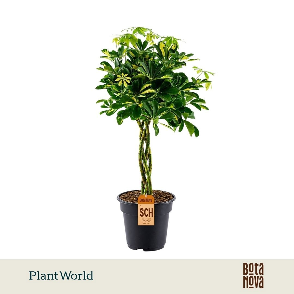 Schefflera Gold Capella gevlochten stam (Decorum).