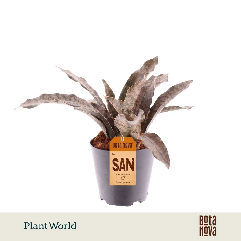 Sansevieria Copper Tone P12.