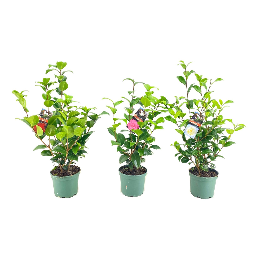 Camellia japonica.