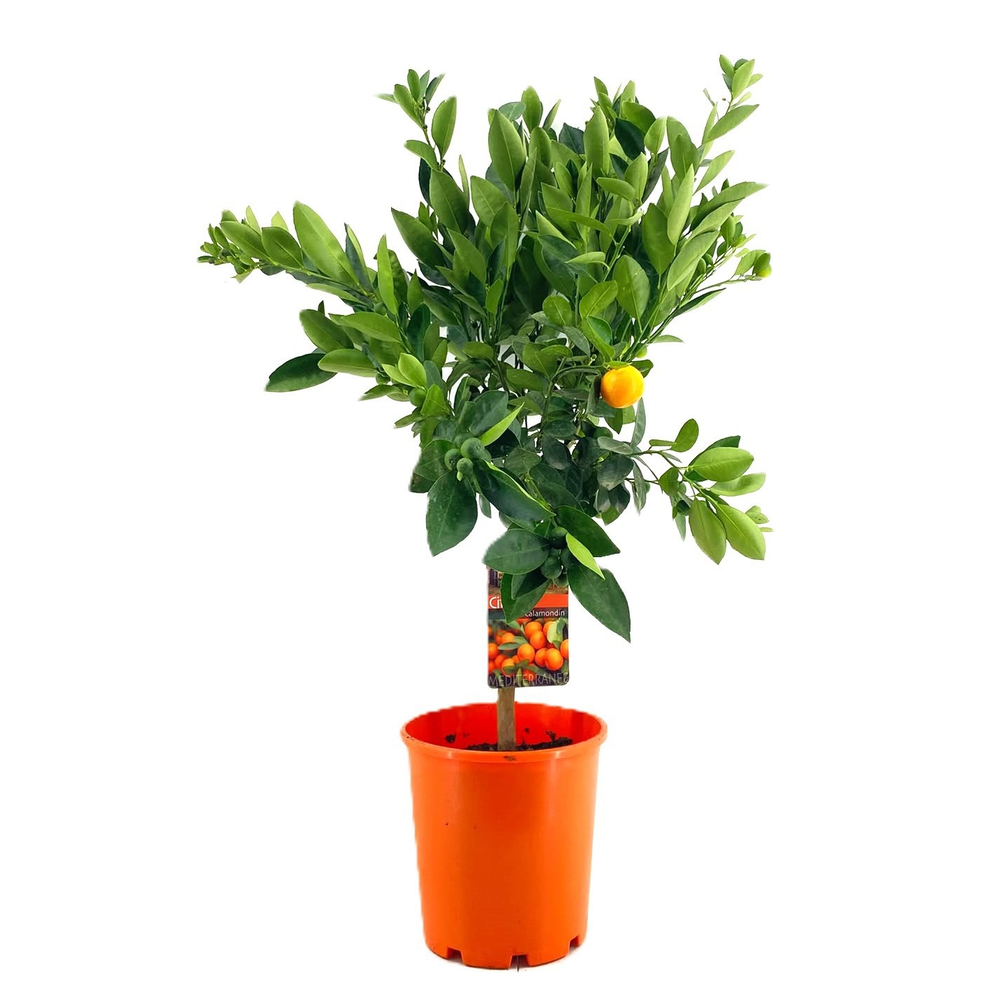Citrus calamondin.