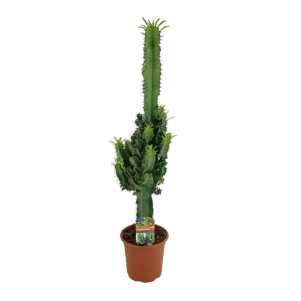Euphorbia eritrea.