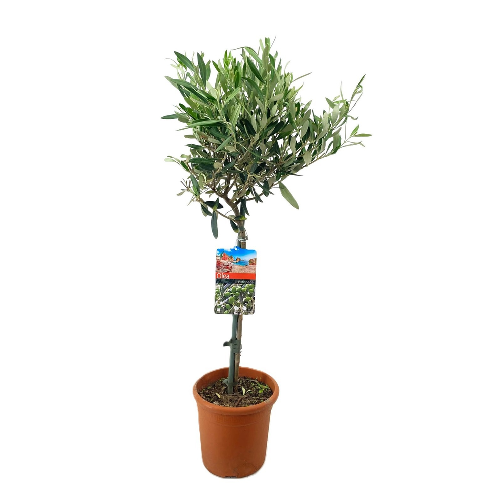 Olea europaea.