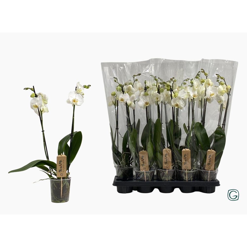 Phal. 2 tk white 12+.