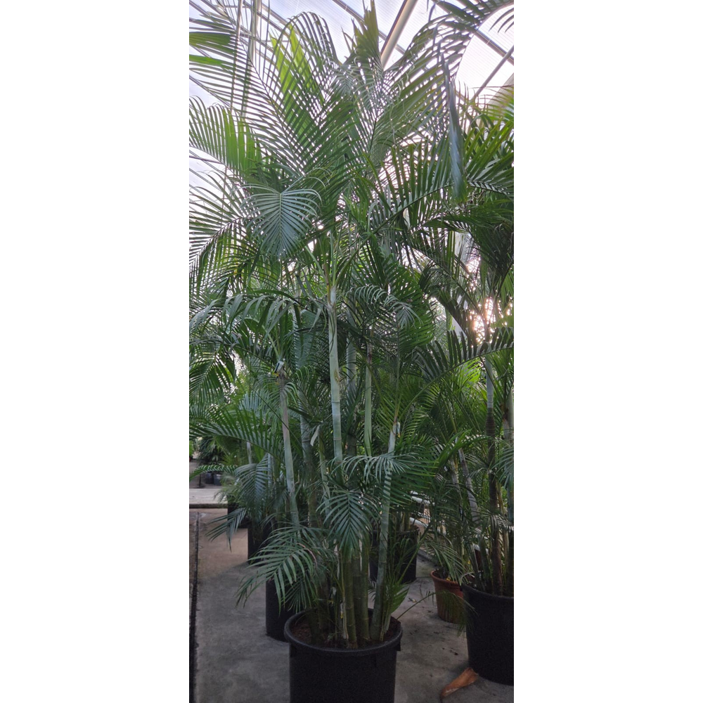 Dypsis lutescens (Areca).