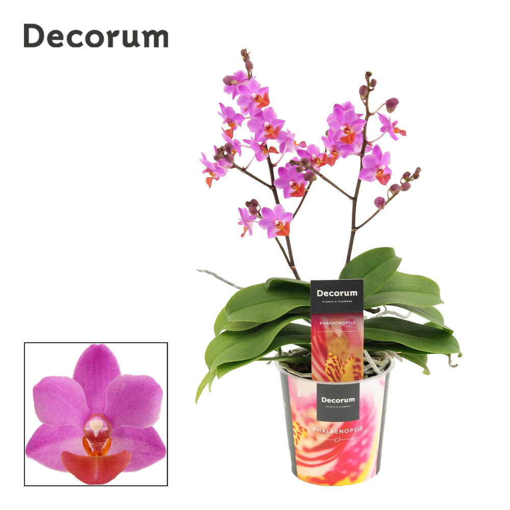 Phalaenopsis Table Mystery 2+ tak (Decorum).