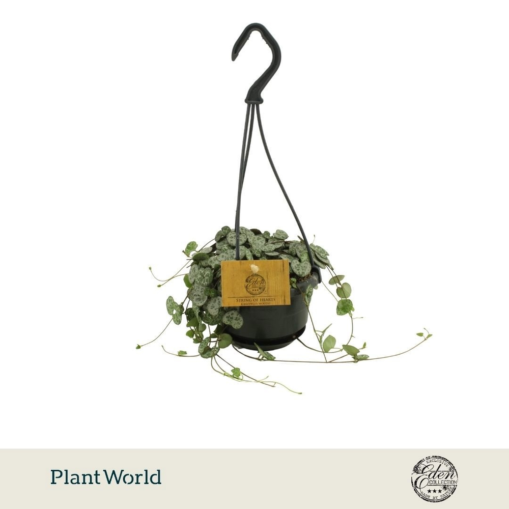 Ceropegia Woodii Variegata 10,5cm HP.