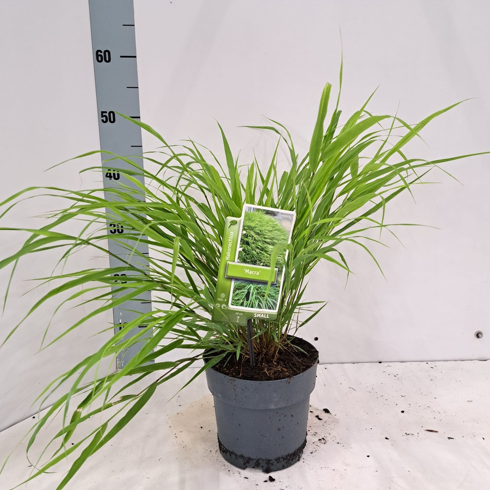 Hakonechloa macra.