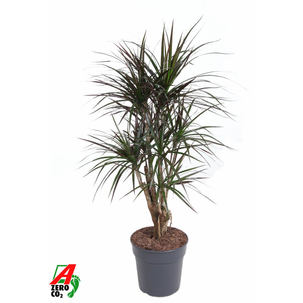 Dracaena Magenta vertakt P27.