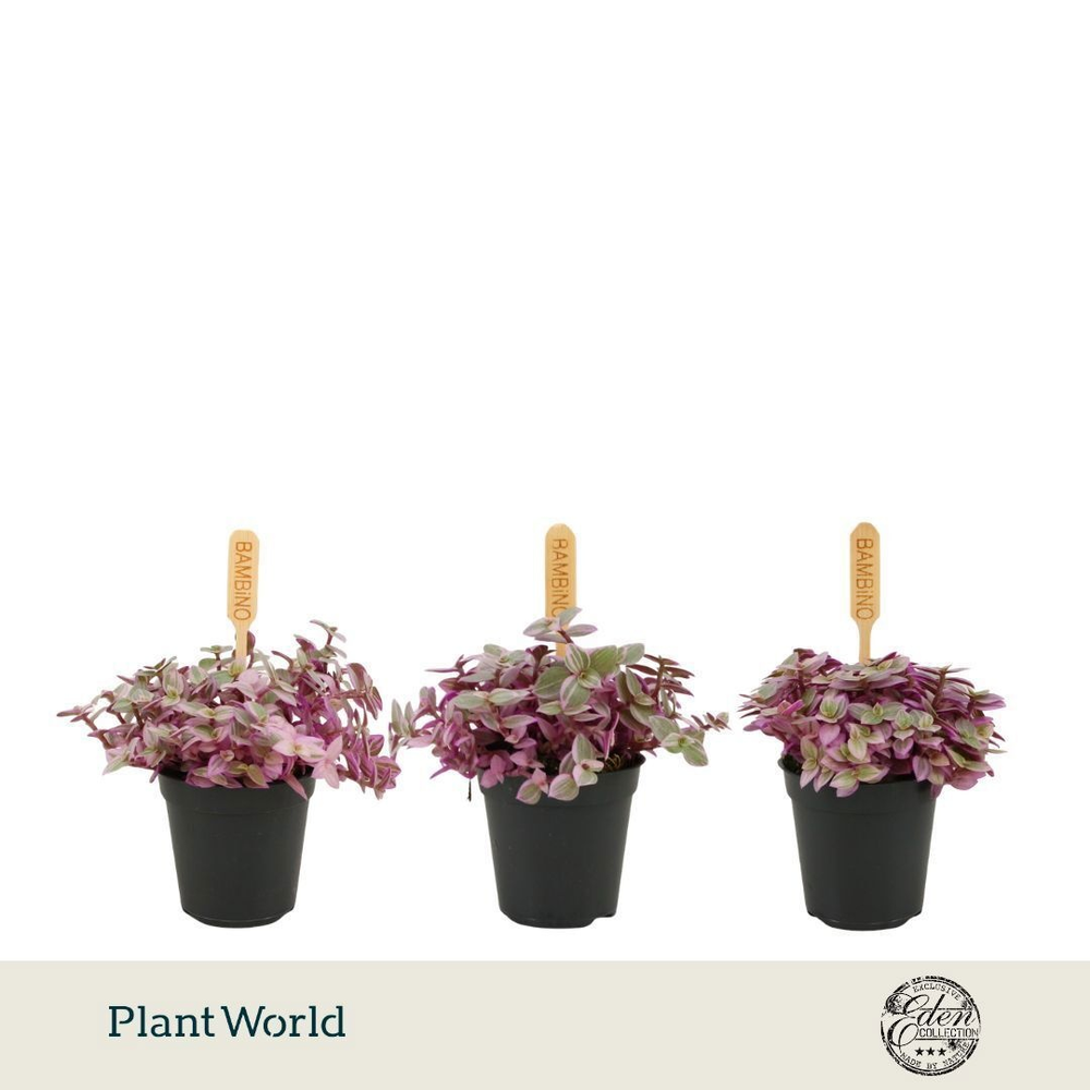 Callisia Rosato 5,5cm.