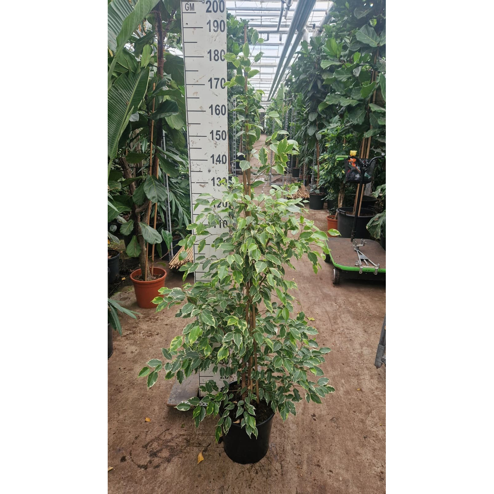 Ficus Benjamina Golden King piramide 180.
