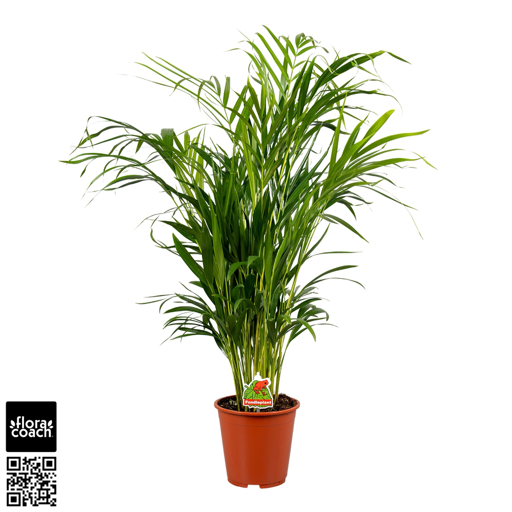 Dypsis Lutescens P19cm - H100cm (Areca).