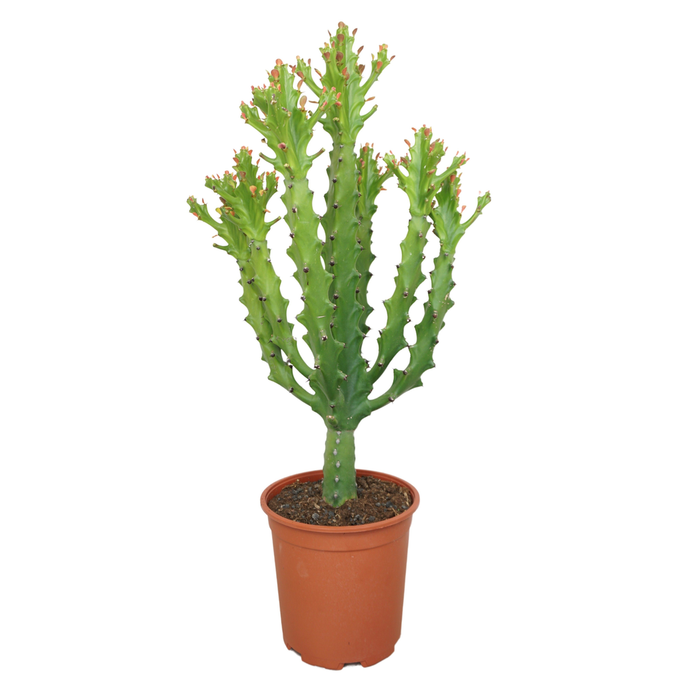 Euphorbia maurentania 24 cm.