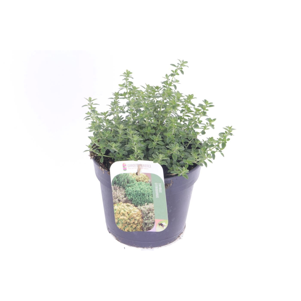 Thymus citr. Lemon Variegata.