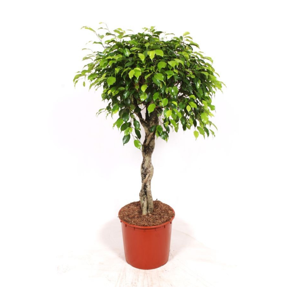 Ficus Exotica.