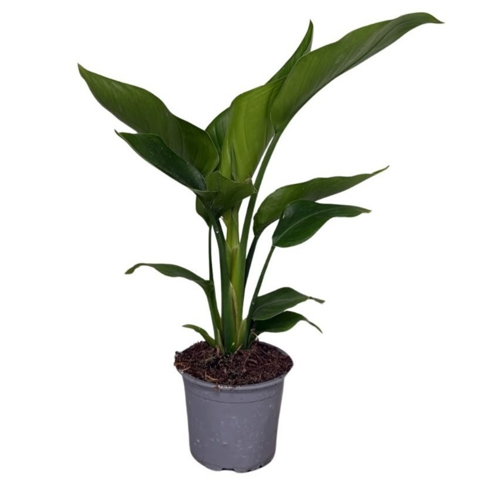 Strelizia Nicolai 2pp.