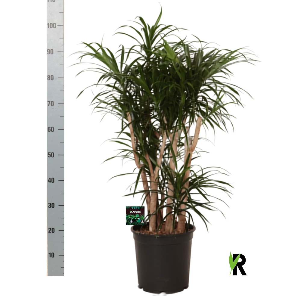 Dracaena refl.Anita vertakt.