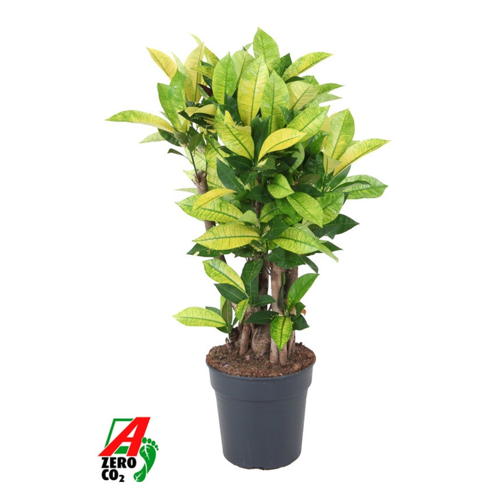 Codiaeum Brazilia vertakt P24.
