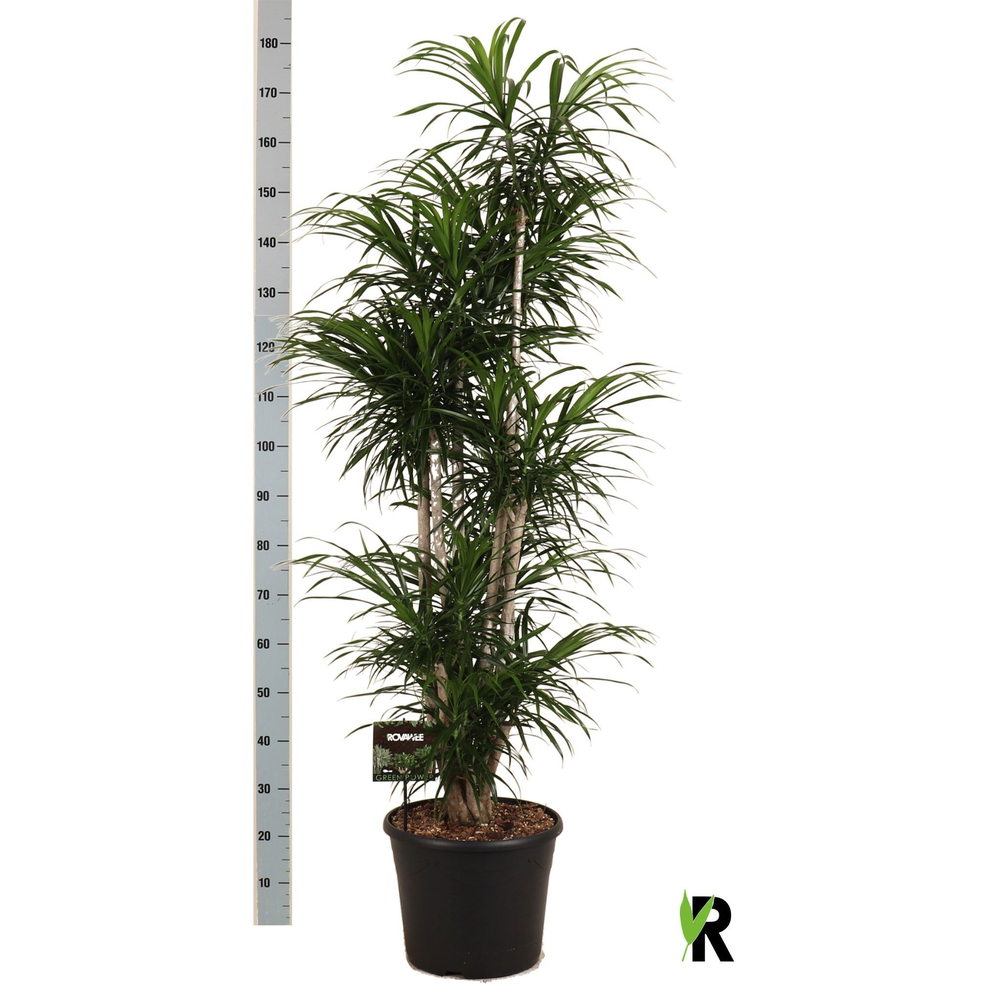 Dracaena refl.Anita vertakt.