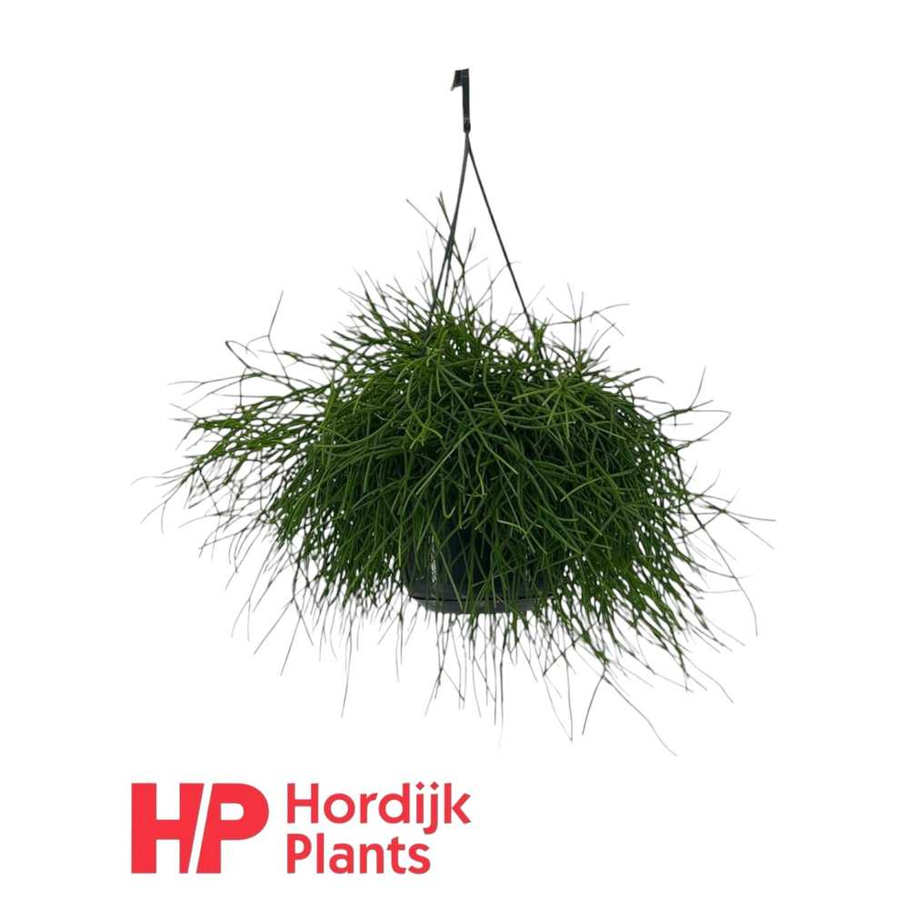 Rhipsalis baccifera 'Oasis'.