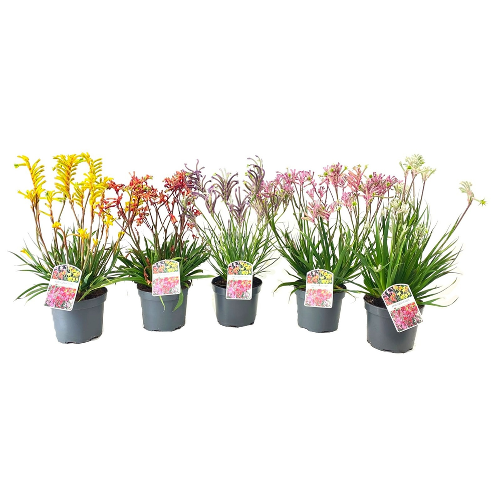 Anigozanthos.