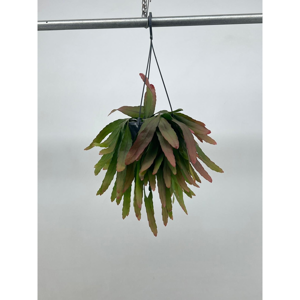 Pseudorhipsalis ramulosa 'Red Coral'.