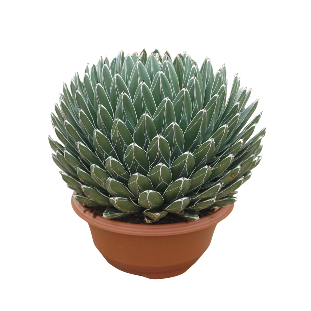 Agave victoriae reginae 35 cm.