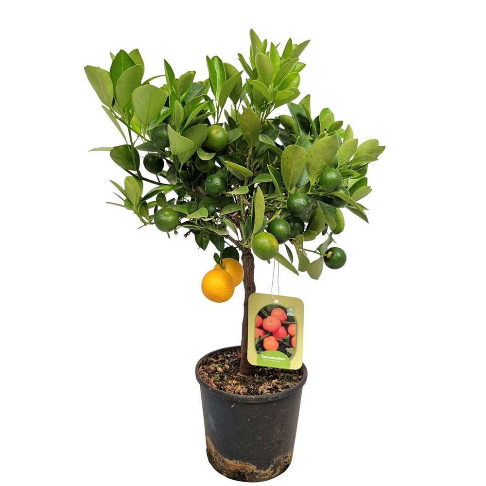 Citrus Calamondin Stem.