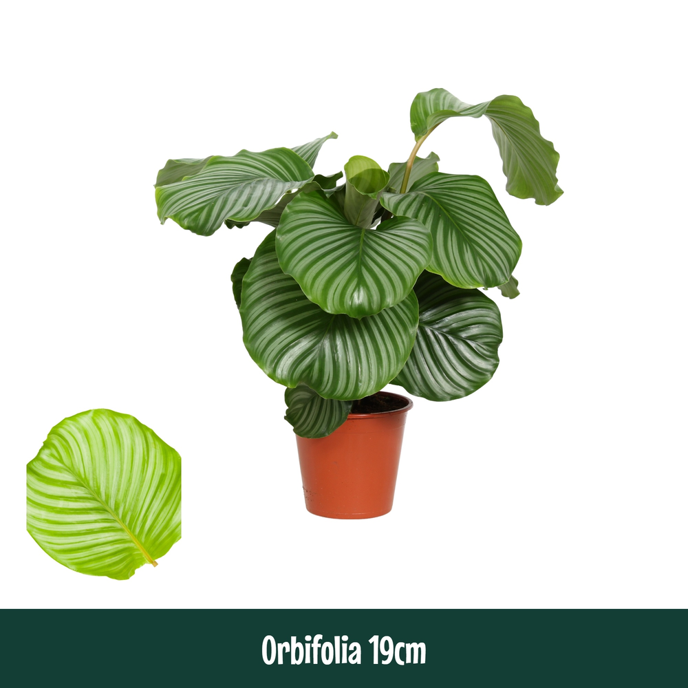 Calathea 19cm Orbifolia Living.
