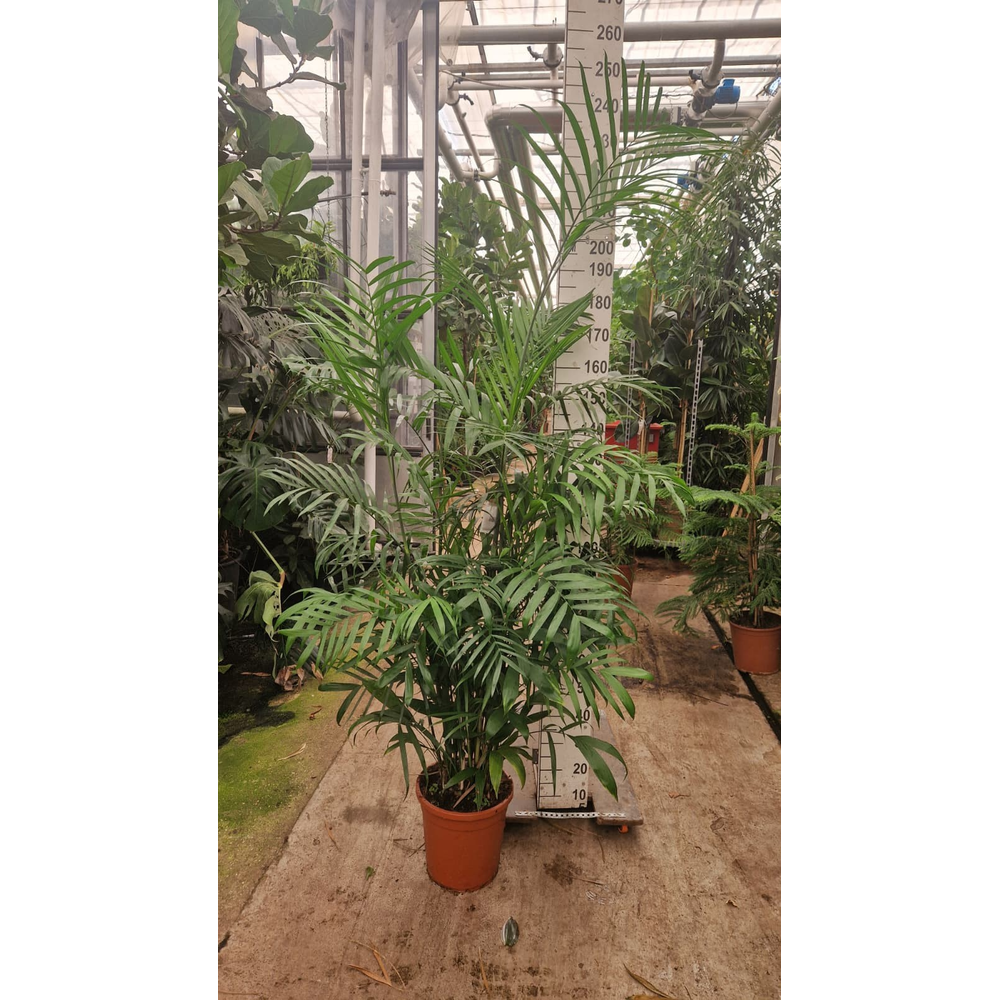 Chamaedorea Seifrizii 210.