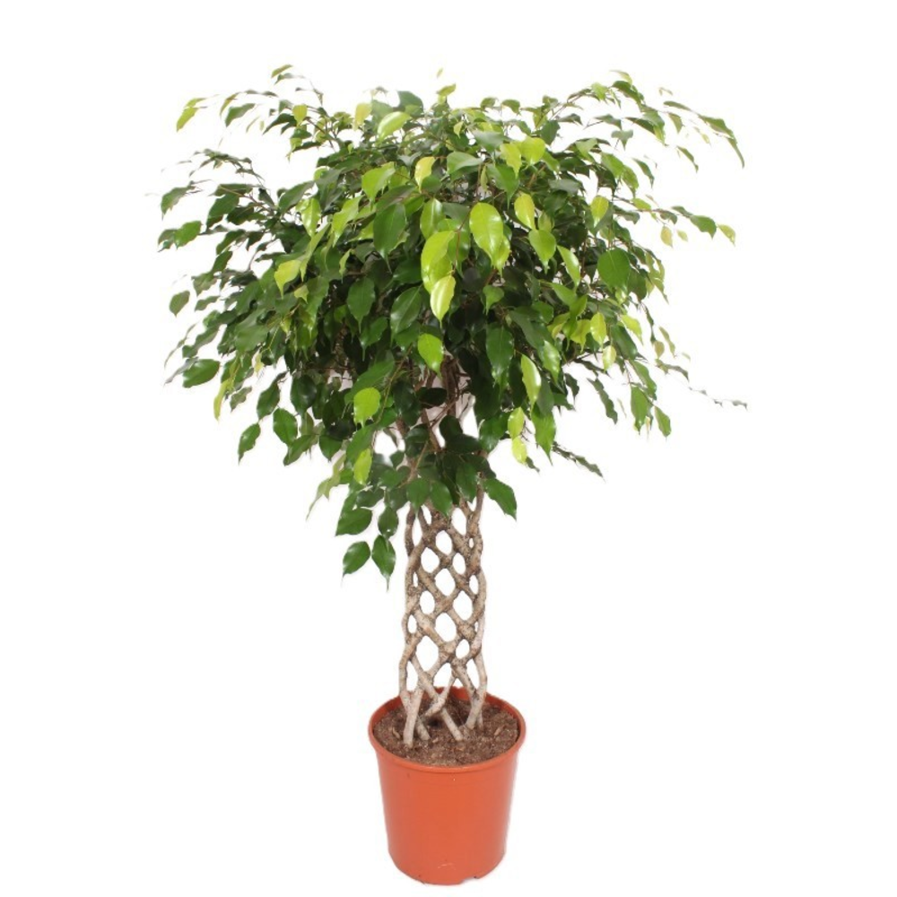 Ficus Exotica.