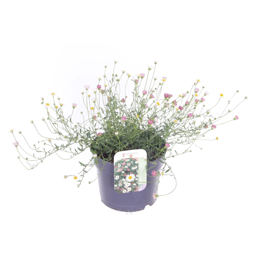 Erigeron karvinskianus Bl�tenmeer.