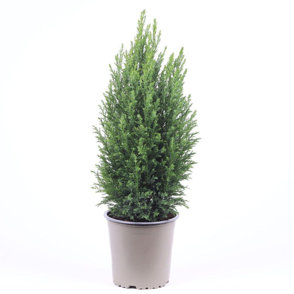 Chamaecyparis lawsoniana 'Ellwoodii'.