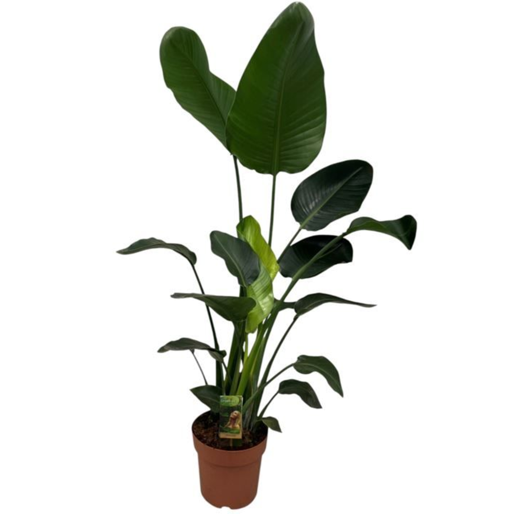 Strelitzia Nicolai.