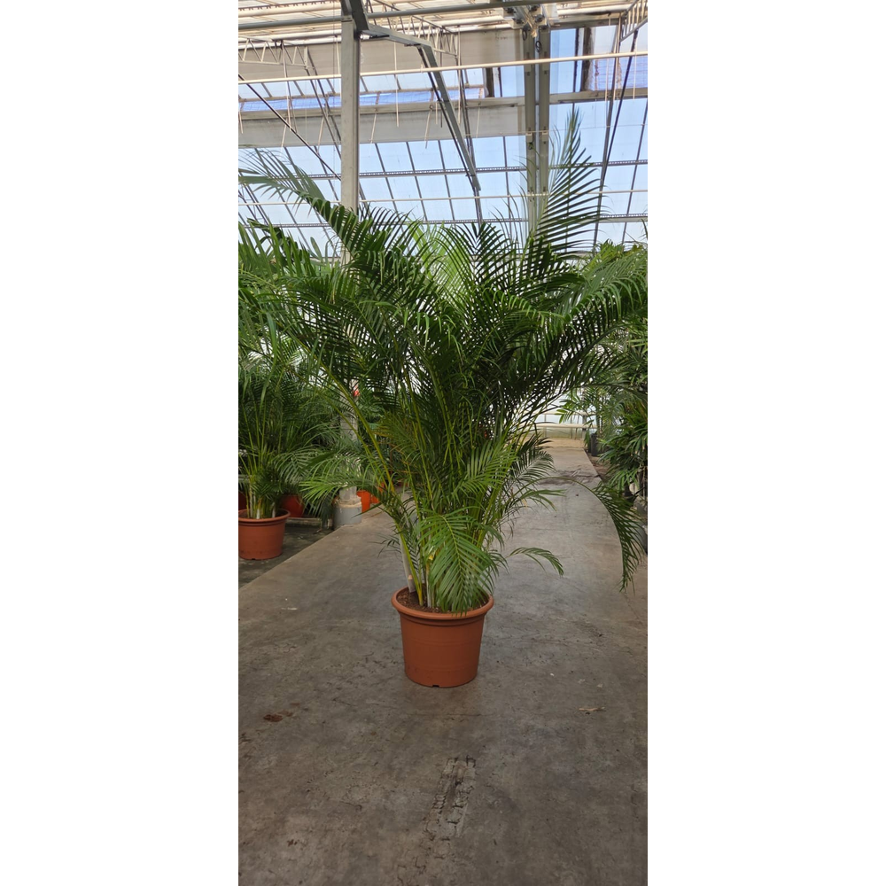 Dypsis lutescens 'Areca'.