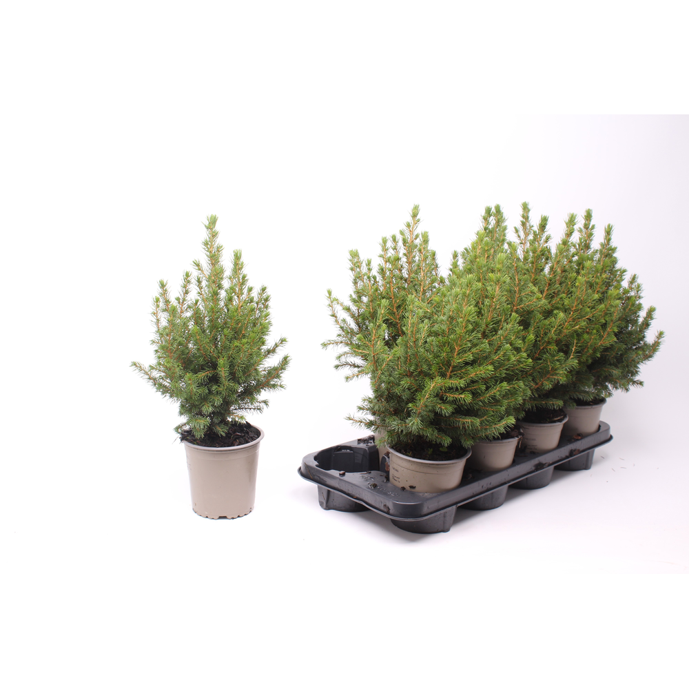 Picea glauca 'December'.